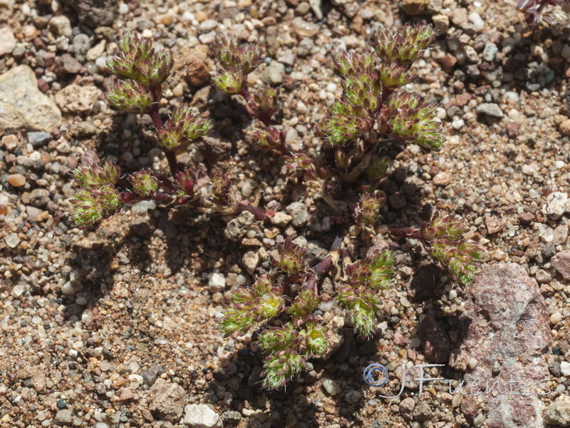 Loeflingia hispanica.01