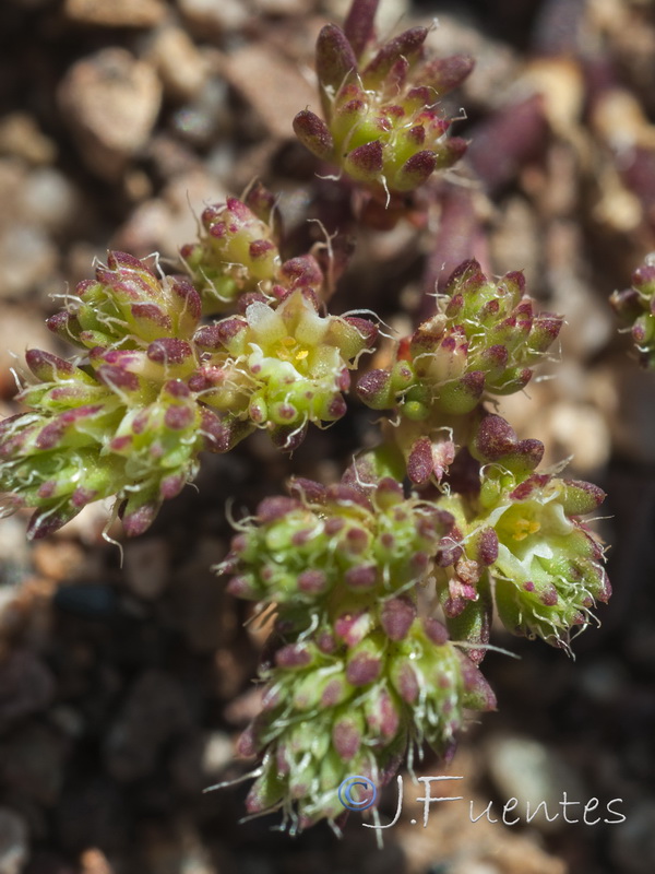 Loeflingia hispanica.02