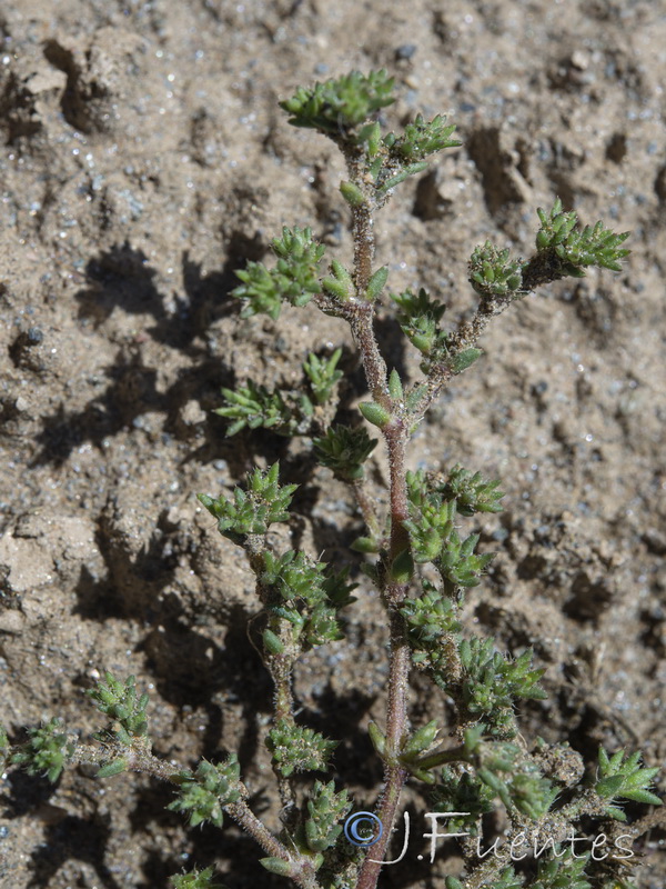 Loeflingia hispanica.04