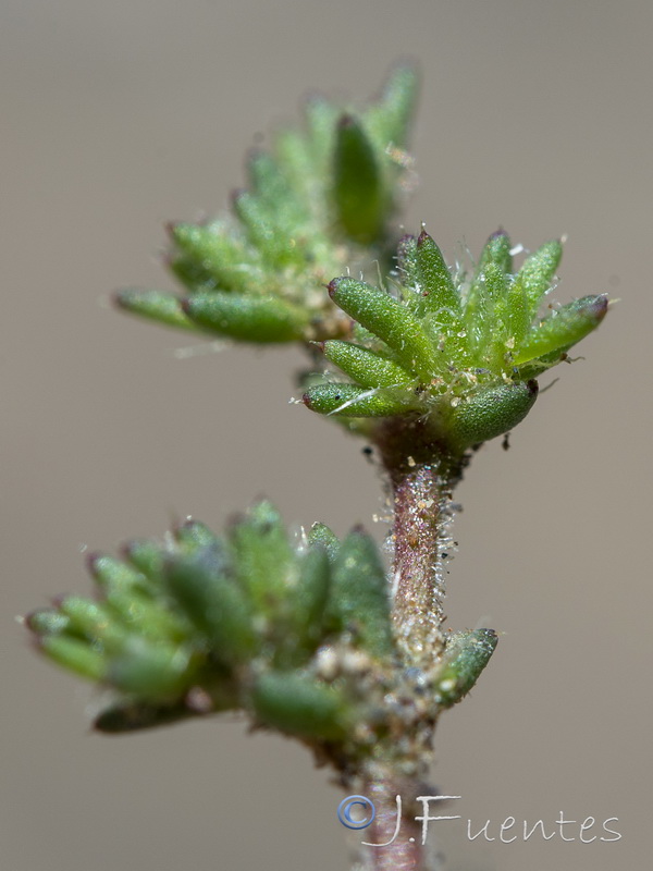 Loeflingia hispanica.07