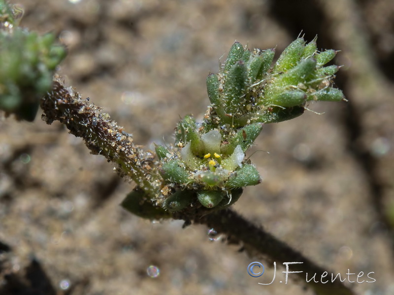 Loeflingia hispanica.09