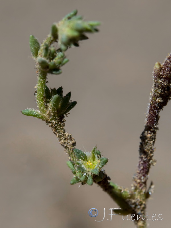 Loeflingia hispanica.10