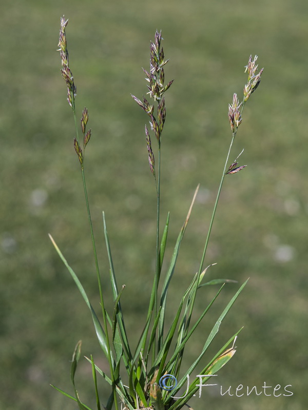 Lolium arundinaceum arundinaceum.01