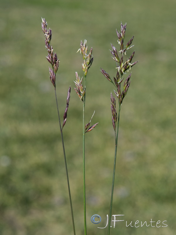 Lolium arundinaceum arundinaceum.04
