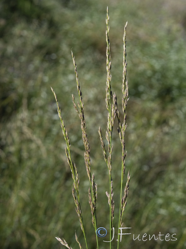 Lolium arundinaceum arundinaceum.05