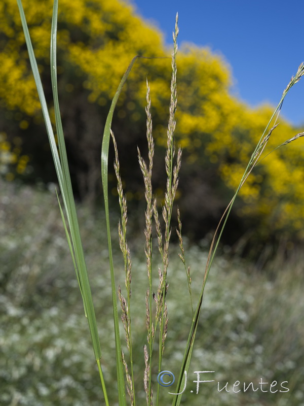 Lolium arundinaceum arundinaceum.06