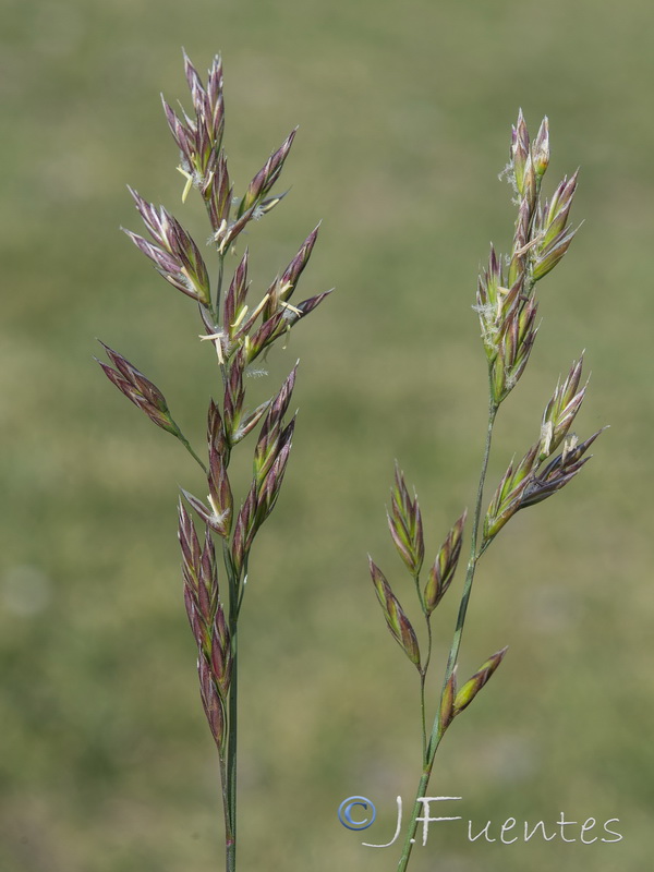 Lolium arundinaceum arundinaceum.07