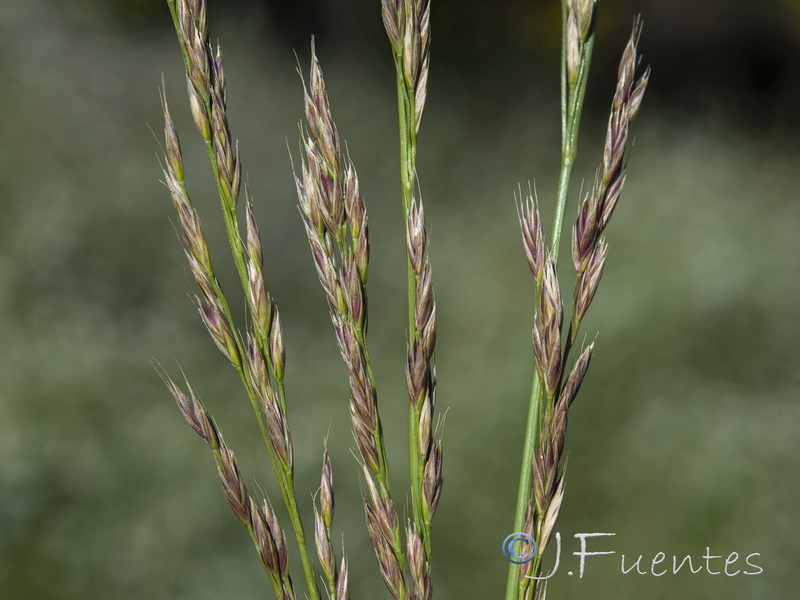 Lolium arundinaceum arundinaceum.08