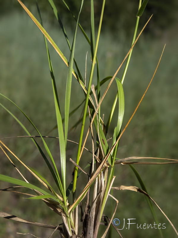 Lolium arundinaceum arundinaceum.10