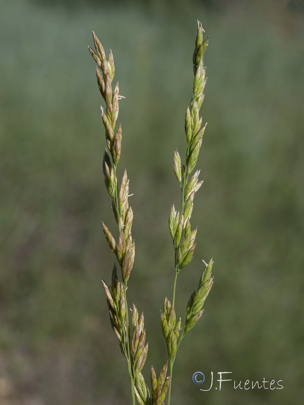 Lolium arundinaceum arundinaceum.13