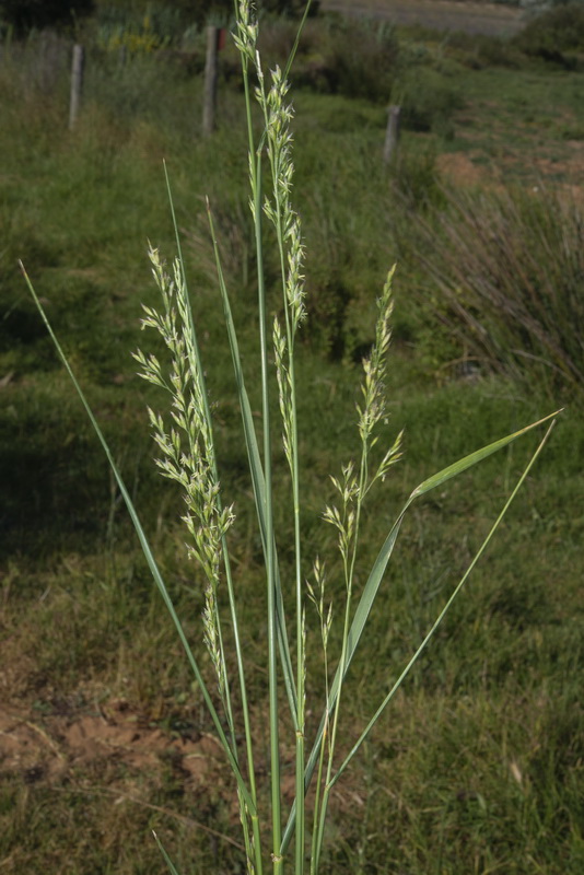 Lolium mediterraneum.01