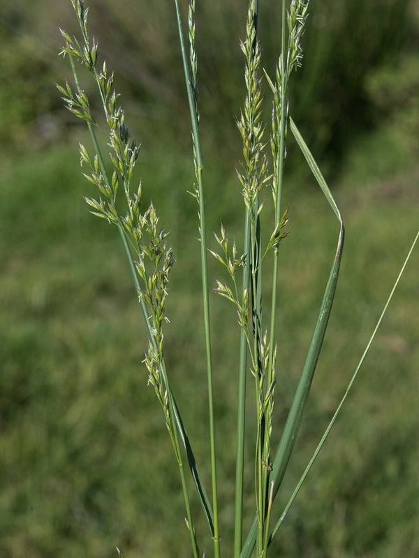 Lolium mediterraneum.02