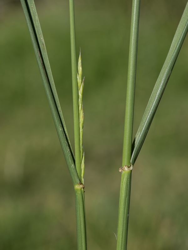 Lolium mediterraneum.03