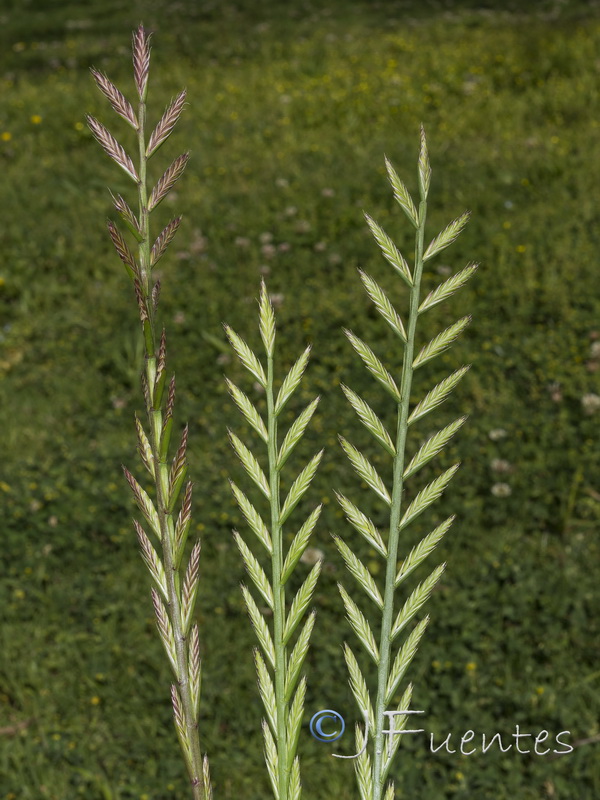 Lolium multiflorum.01