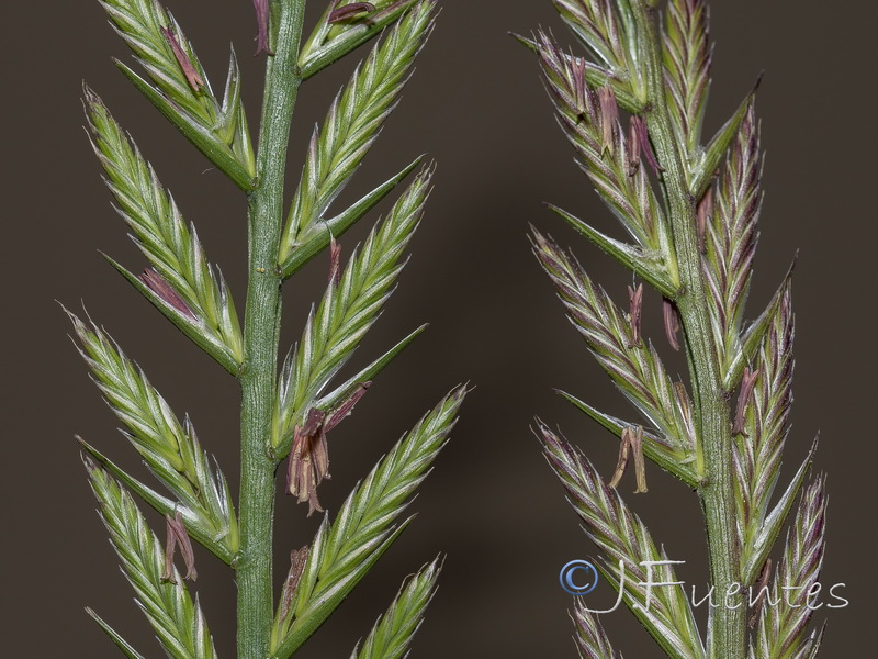 Lolium multiflorum.02