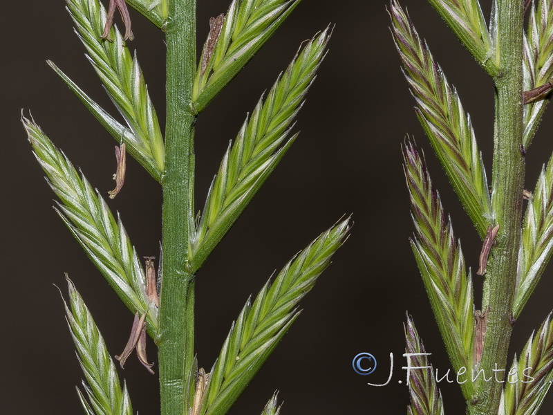 Lolium multiflorum.03