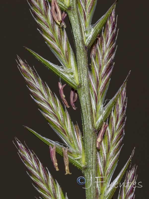 Lolium multiflorum.04
