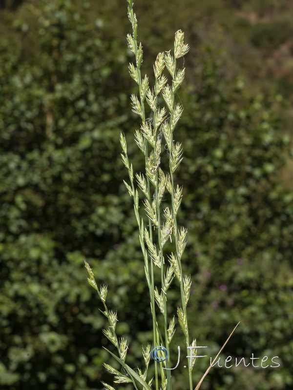 Lolium perenne.01