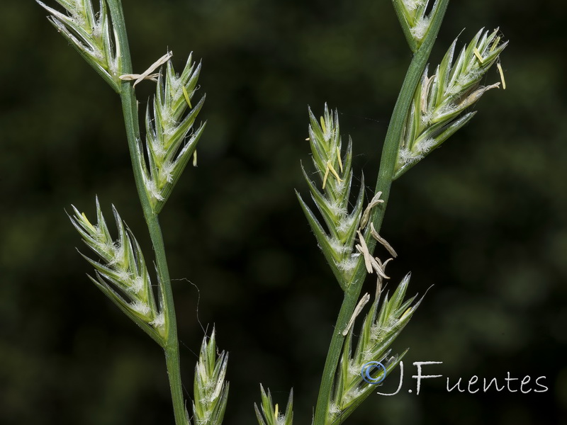 Lolium perenne.03
