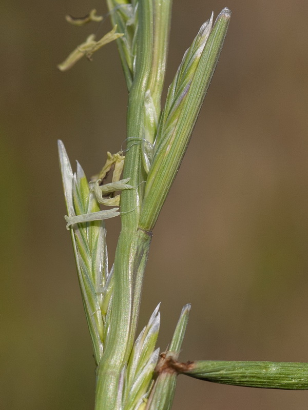 Lolium rigidum rigidum.02