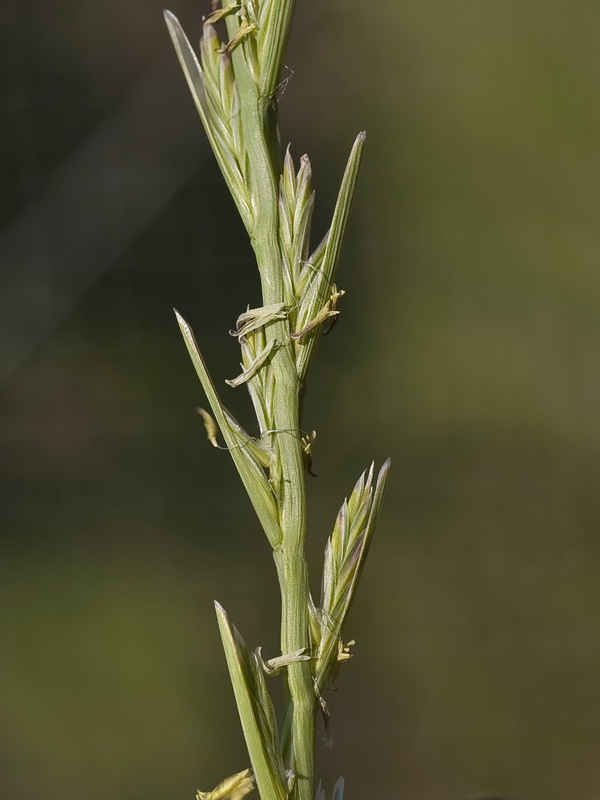 Lolium rigidum rigidum.03