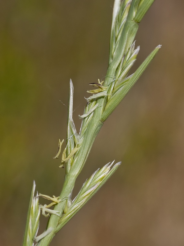 Lolium rigidum rigidum.04