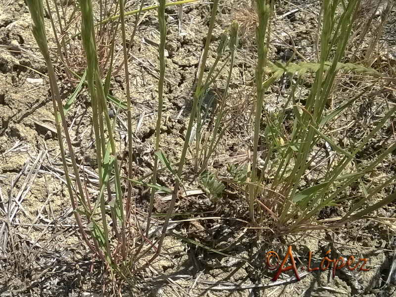 Lolium rigidum rigidum.06