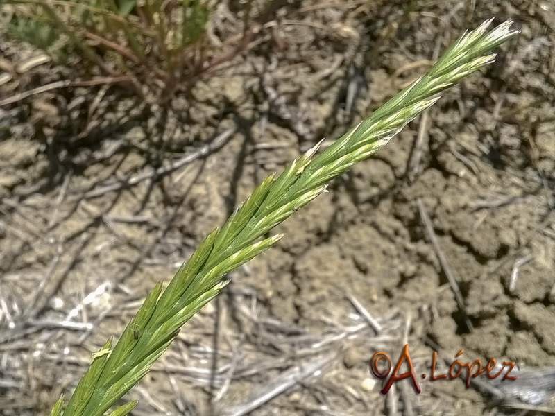 Lolium rigidum rigidum.07