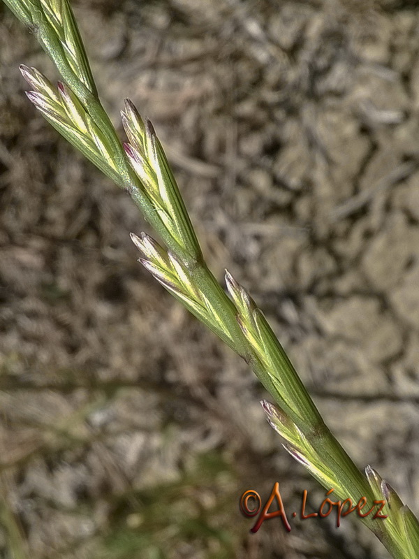 Lolium rigidum rigidum.08