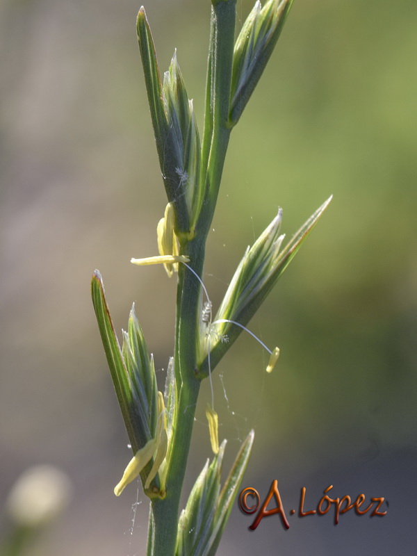 Lolium rigidum rigidum.09