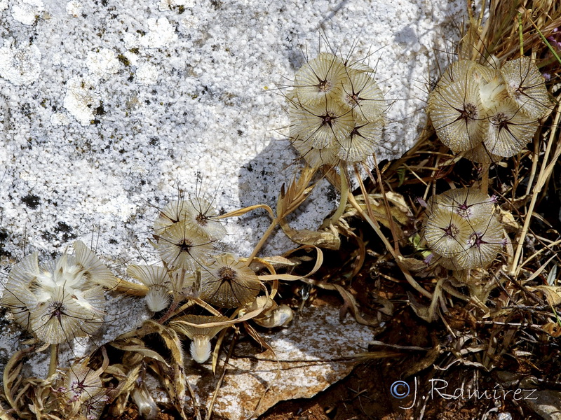 Lomelosia stellata.21