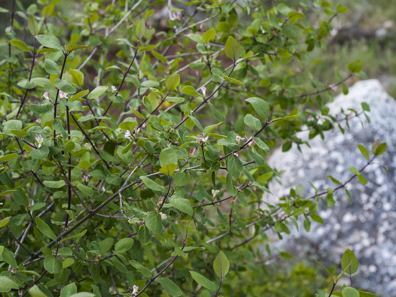 Lonicera arborea.03