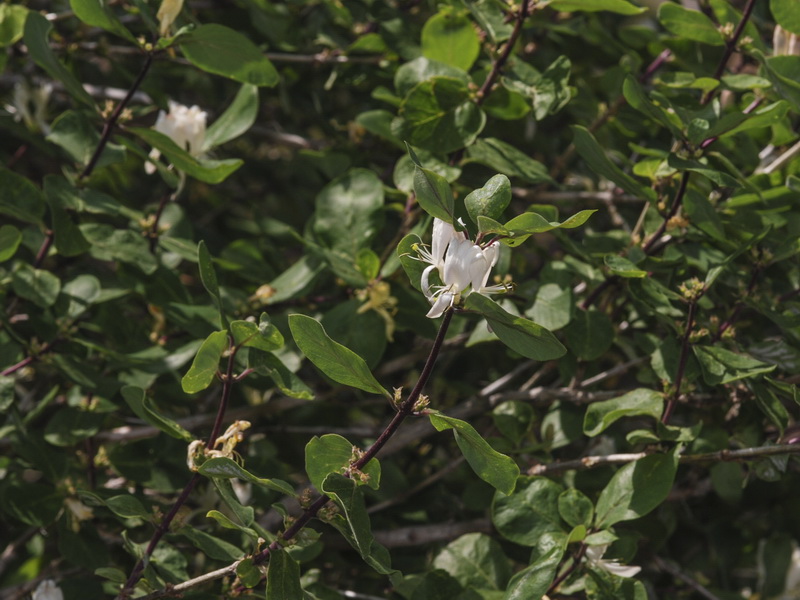 Lonicera arborea.05