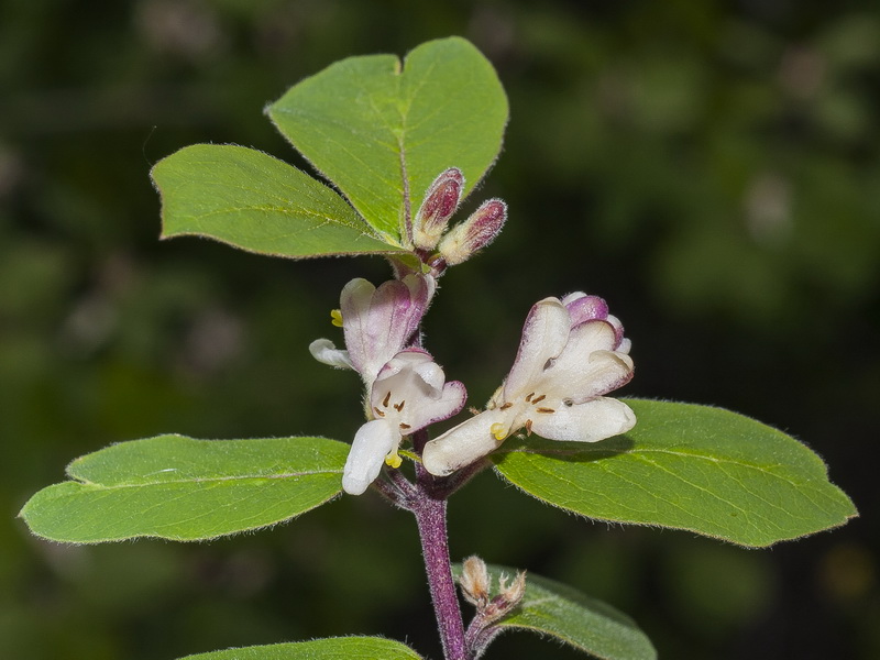 Lonicera arborea.07