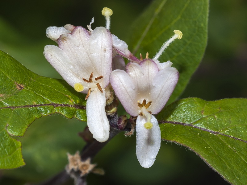 Lonicera arborea.10