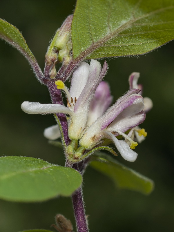 Lonicera arborea.12