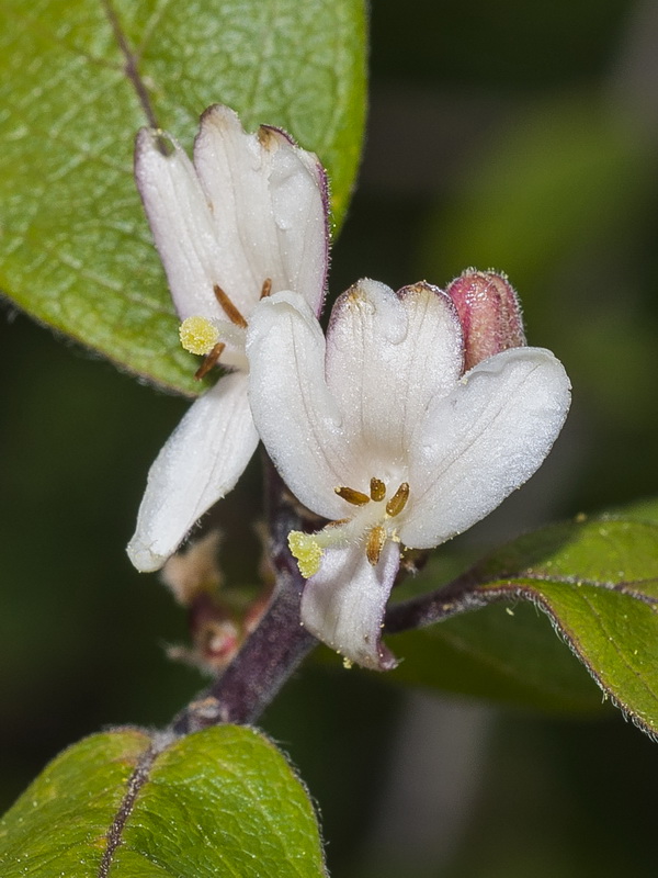 Lonicera arborea.15