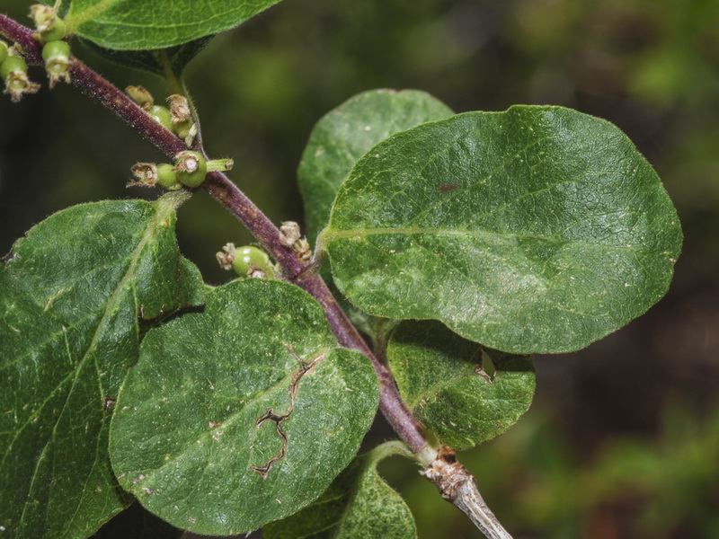 Lonicera arborea.19