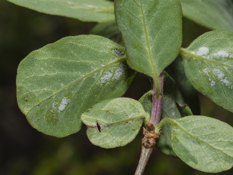 Lonicera arborea.20