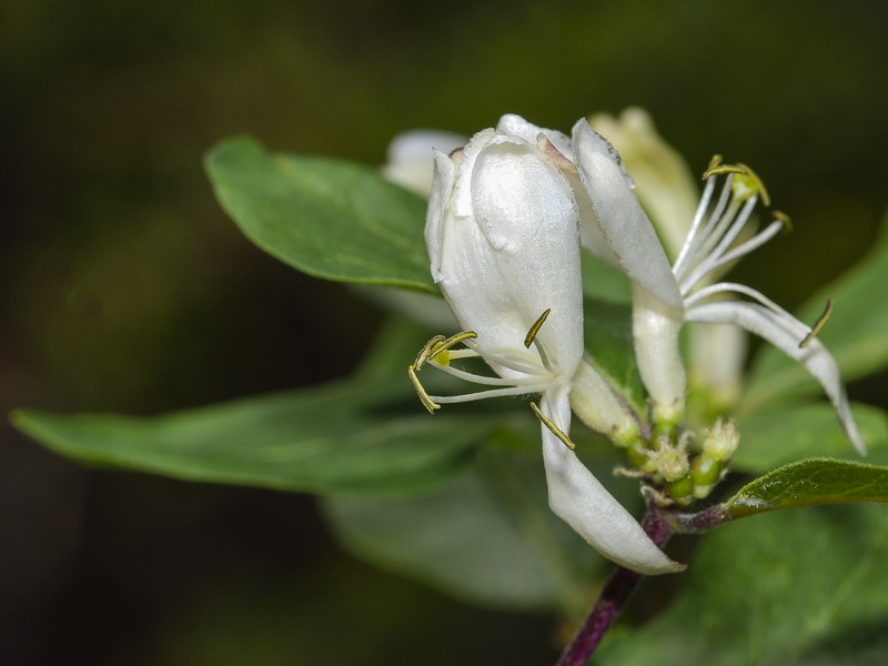 Lonicera arborea.24