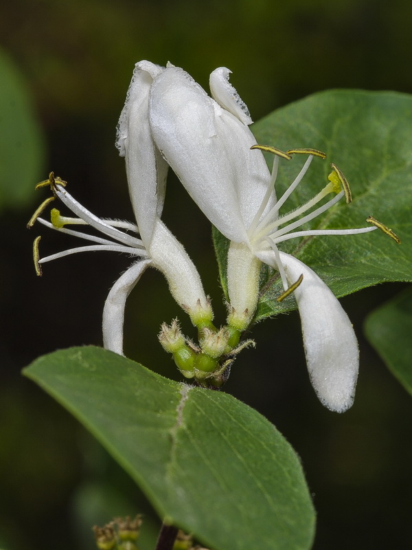 Lonicera arborea.25