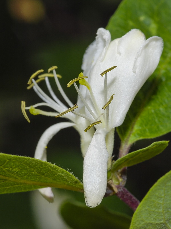 Lonicera arborea.27