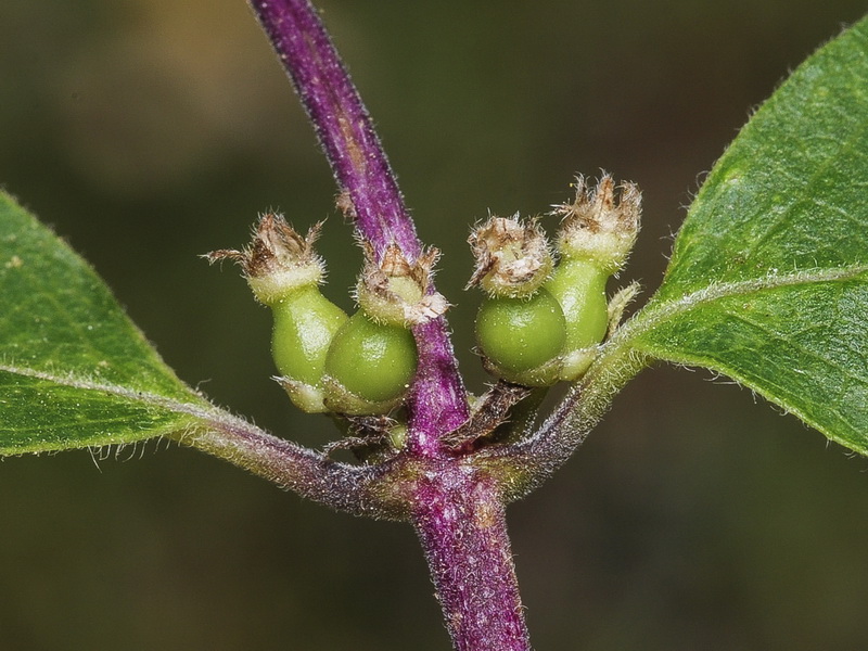 Lonicera arborea.28