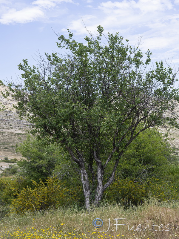 Lonicera arborea.29