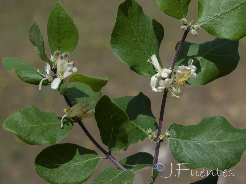 Lonicera arborea.30