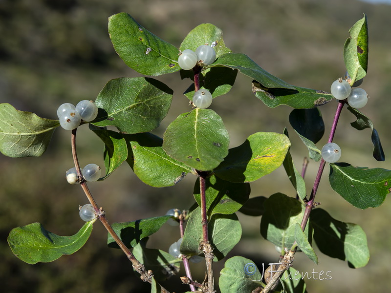 Lonicera arborea.31