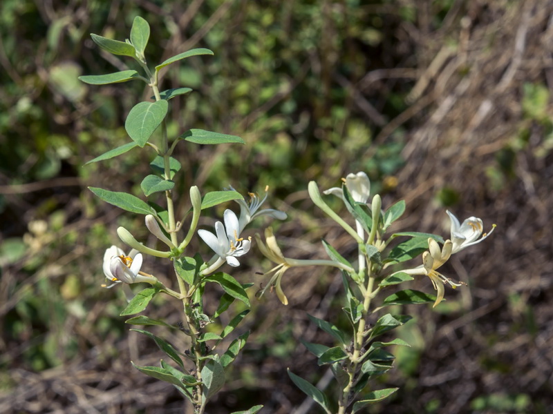 Lonicera biflora.03