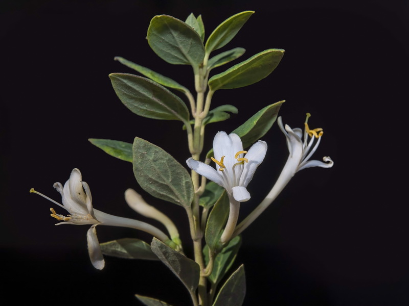 Lonicera biflora.04