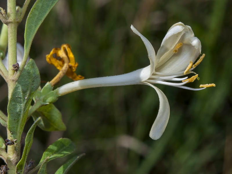 Lonicera biflora.05