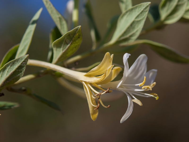 Lonicera biflora.07